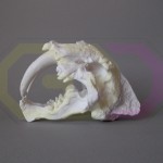 wydruk 3D - czaszka tygrysa szablozębnego